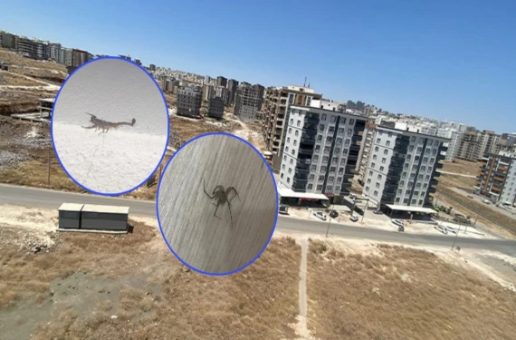 Mahallelinin kabusu oldu