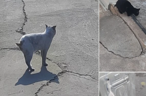 Muhtardan büyü iddiası