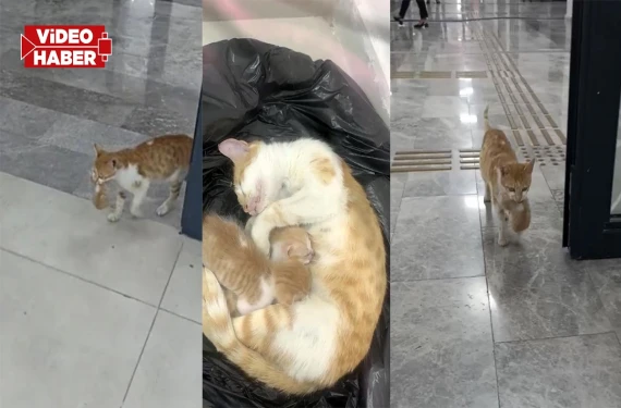 Anne kedi yavrularıyla vakfa sığındı