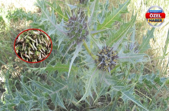 Dağlardan sofralara gelen lezzet