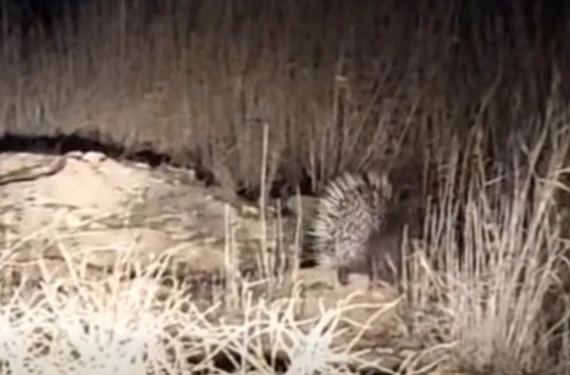 Hayrete düşeceksiniz!