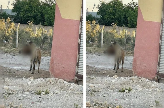 Şanlıurfa’da tüyler ürperten görüntü: