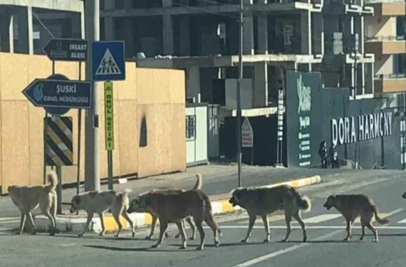 Bakanlık harekette geçti!