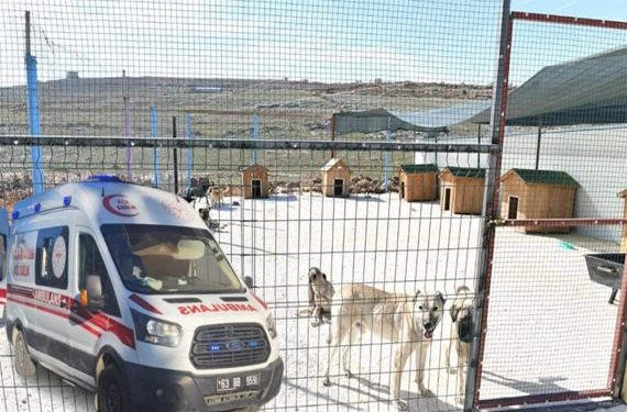 Barınak görevlisi ağır yaralandı