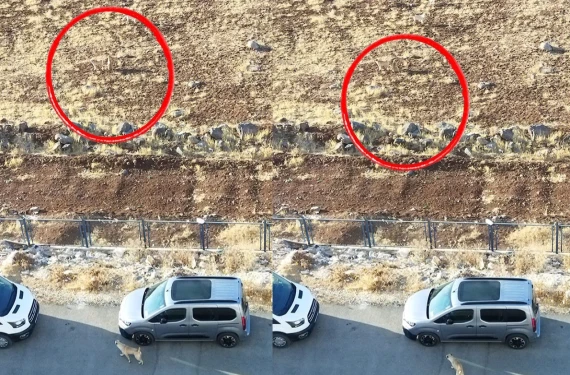 Sayıları her geçen gün artıyor: