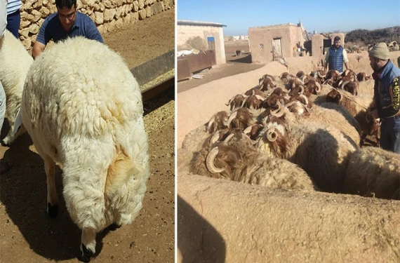 Şanlıurfa'da hayvancılık potansiyeli artırılıyor: