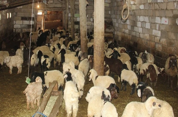 Hayvanları çadılar...