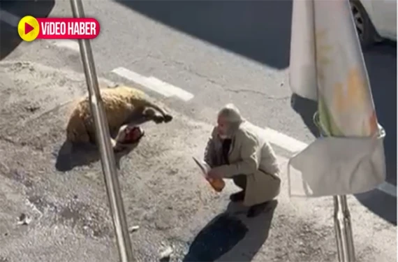 19 hayvanı telef olunca...