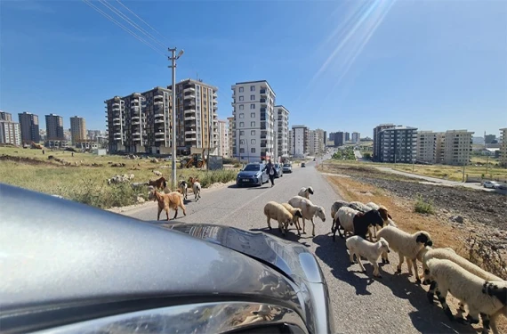 Kent merkezinde şaşkınlık yaratan görüntü!