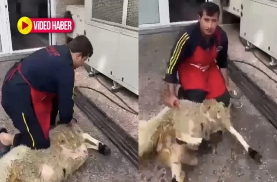 Kurban kesildi