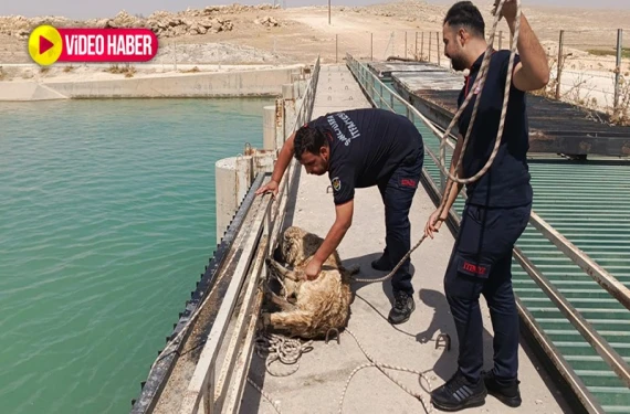 Şanlıurfa’da köpek akıntıya kapıldı!
