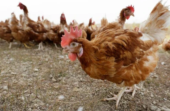 Kuş gribi yeniden hortladı:
