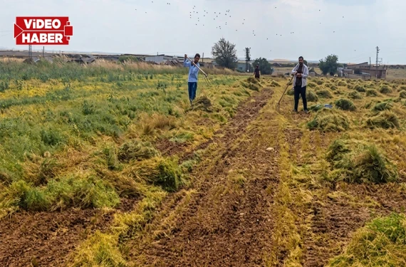 Bol yağışlar verimi düşürdü mü?