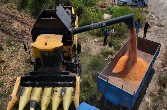 Çukurova’da hasat başladı!