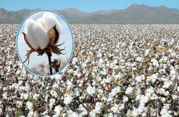Çiftçinin gözü kulağı açıklanacak rakamda!