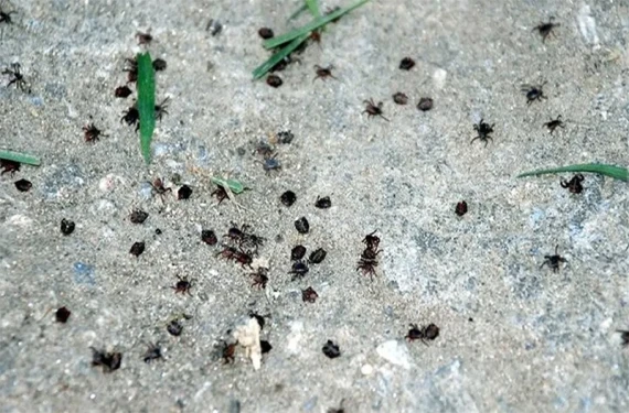 Isırıkları ölümcül olabilir