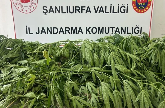 Çok sayıda kök ele geçirildi