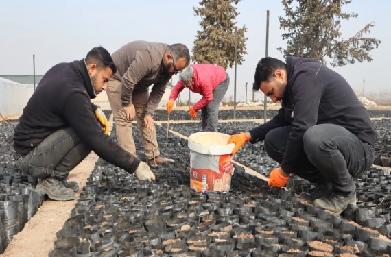 100 bin fıstık fidanı….