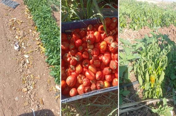 Emekler boşa gidiyor