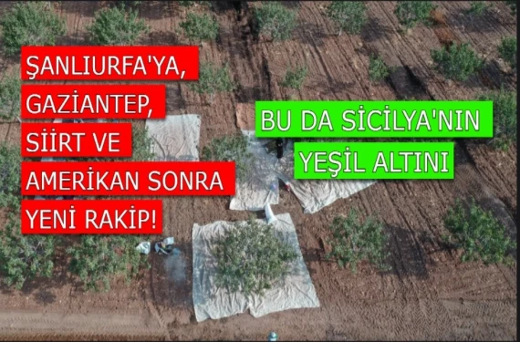 Hem de yanardağ eteklerinde yetişiyor