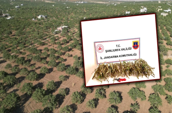 Şanlıurfa'da bir de bu çıktı!