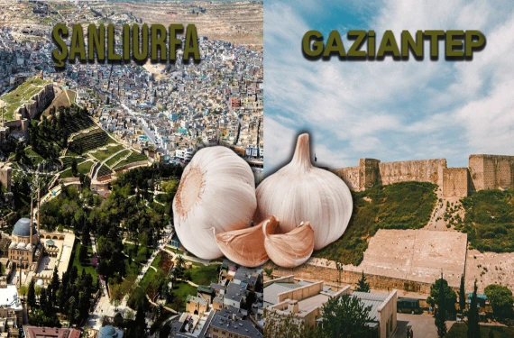 Son örnek sarımsak
