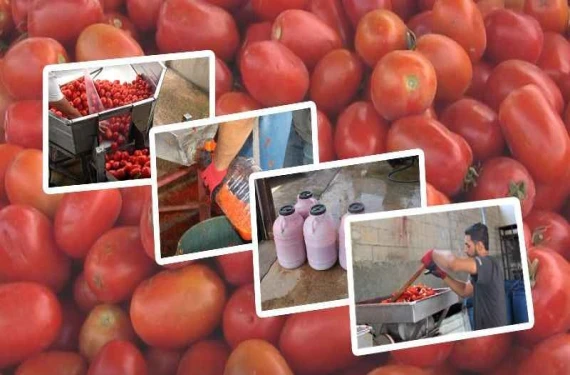 Domatesin kaderi güneşte kurudu