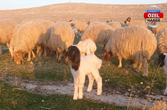 Kuraklığa direniyor, bereket dağıtıyor…