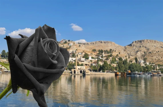 Halfeti'de yeşeren güzellik