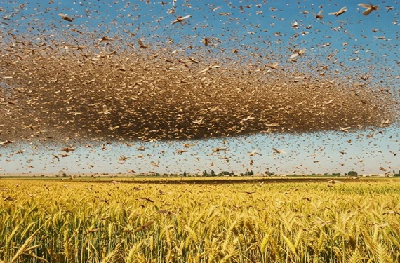 Şanlıurfa tarımı için kabus!