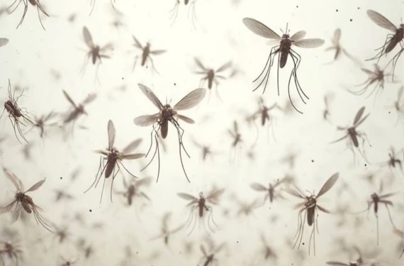 Yaz mevsiminin korkulu rüyası