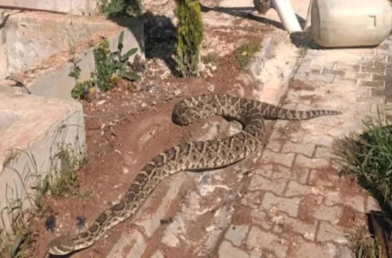 Yaptığı şey görenleri şoke etti