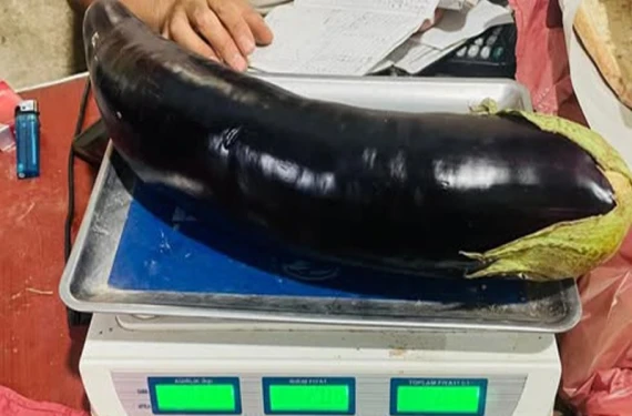 Bir patlıcan ne kadar büyüyebilir?