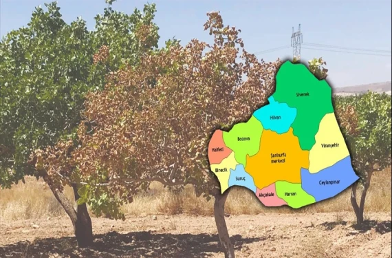 Milyarlık servet göz göre göre kuruyor