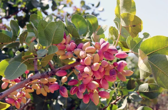 İşte güncel fiyatlar