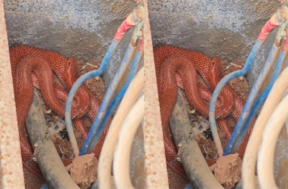 Korkutan görüntü: