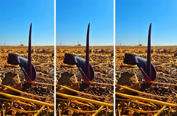 Şanlıurfa’da kendiliğinden yetişen şifalı bitki: