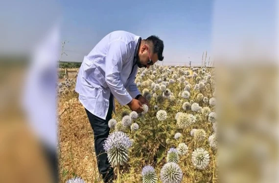 Birçok tedavide kullanılıyor