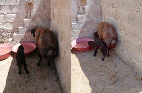 4 gün boyunca kimse anlamadı