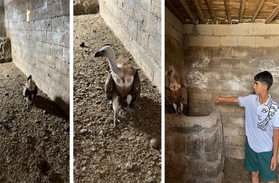 Şanlıurfa’da nadir tür