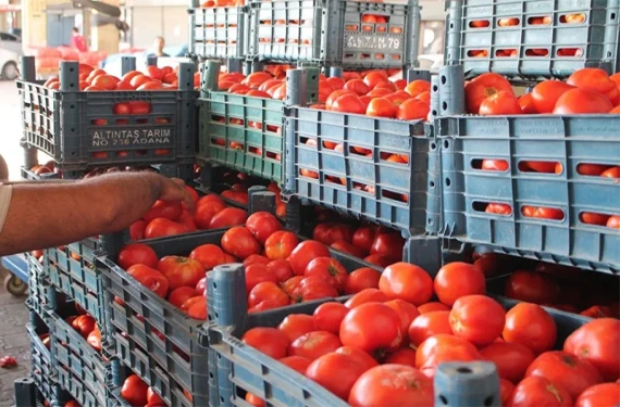 Domatesin kilosu kaç lira?