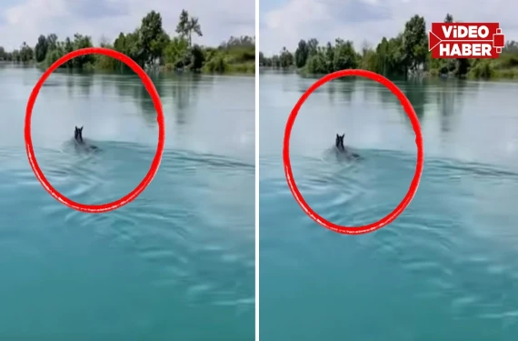 Şanlıurfa’da şaşkına çeviren görüntü: