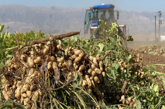 Verim çiftçiye bayram ettirdi