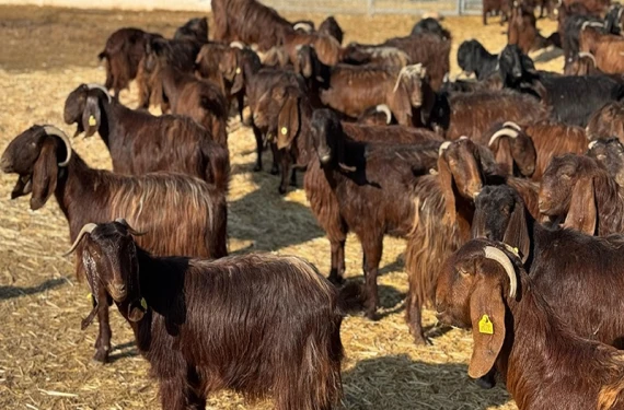 Fiyat ve ihale tarihi belli oldu