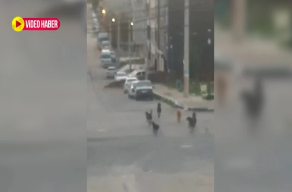 Şanlıurfa’daki öğrencilerin korkulu rüyası: