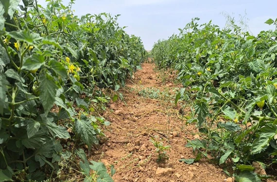 Harran Ovası’nın gözdesi: