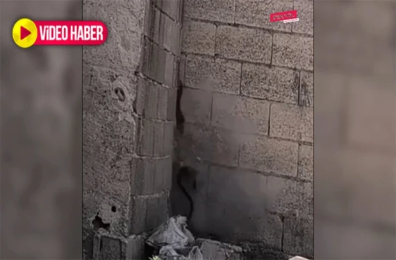 Bakın yılana ne yaptı