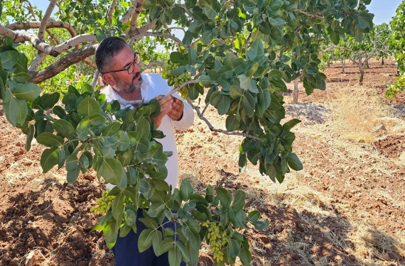 “Bu yıl da üreticinin yüzü gülmeyecek”