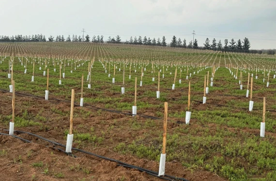 Bin dönümlük alanda 125 bin fidan dikildi