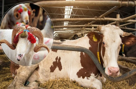 Şanlıurfalı üreticiler dikkat!